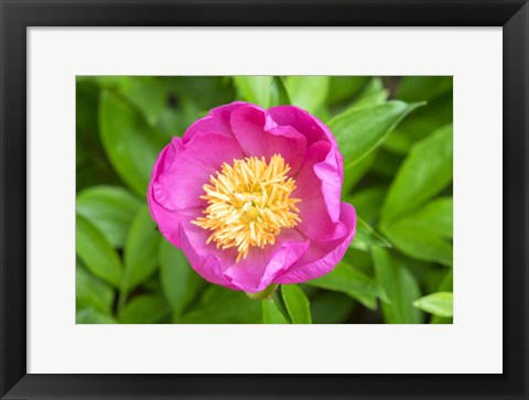 Framed Peony Janice Print