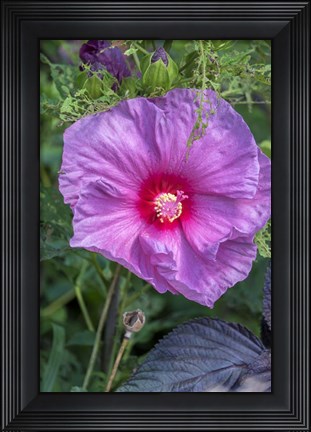 Framed Pink Hibiscus Print