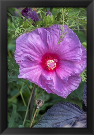 Framed Pink Hibiscus Print