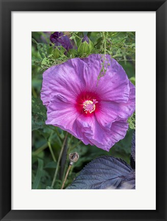 Framed Pink Hibiscus Print