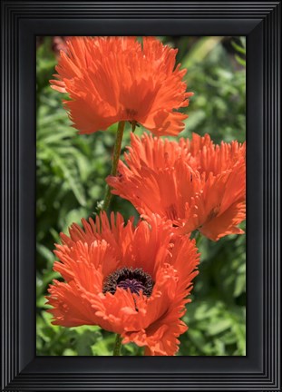 Framed Orange Oriental Poppies Print