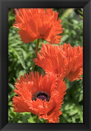 Framed Orange Oriental Poppies Print