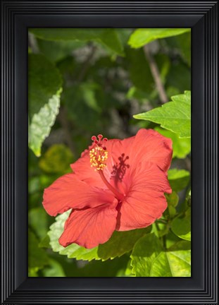 Framed Hibiscus, New Smyrna Beach, Florida Print