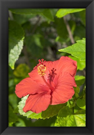 Framed Hibiscus, New Smyrna Beach, Florida Print