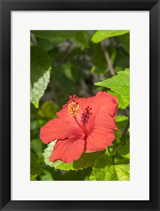 Framed Hibiscus, New Smyrna Beach, Florida Print