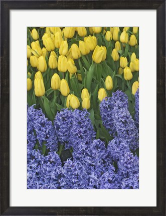 Framed Hyacinth And Yellow Tulips In Garden, Las Vegas Print