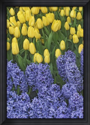 Framed Hyacinth And Yellow Tulips In Garden, Las Vegas Print