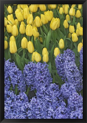 Framed Hyacinth And Yellow Tulips In Garden, Las Vegas Print