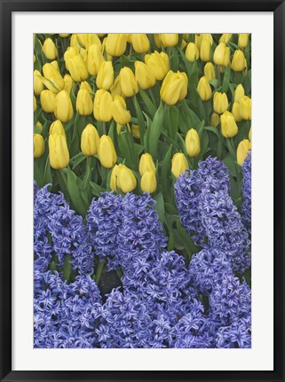 Framed Hyacinth And Yellow Tulips In Garden, Las Vegas Print