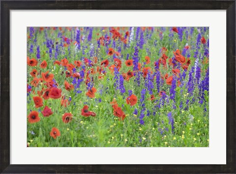 Framed Poppy Field, Mount Olive, North Carolina Print