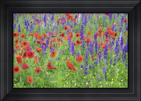 Framed Poppy Field, Mount Olive, North Carolina Print
