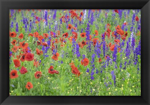 Framed Poppy Field, Mount Olive, North Carolina Print