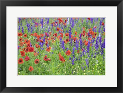 Framed Poppy Field, Mount Olive, North Carolina Print