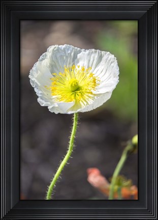 Framed White Poppy Garden Print