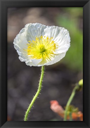 Framed White Poppy Garden Print