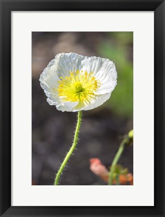 Framed White Poppy Garden Print