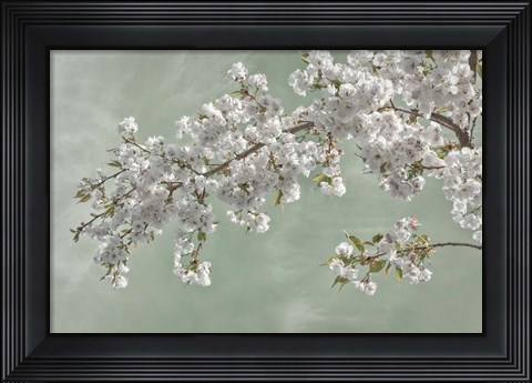 Framed Cherry Tree Blossoms In Spring, Seabeck, Washington State Print