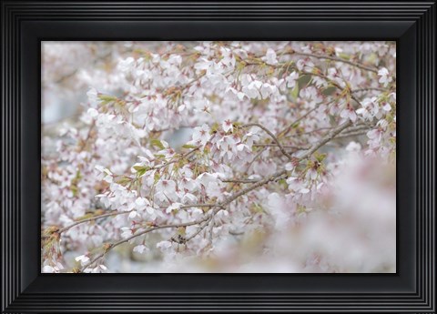 Framed Cherry Tree Blossoms, Seabeck, Washington State Print