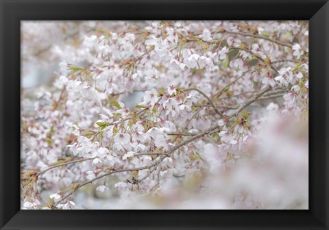 Framed Cherry Tree Blossoms, Seabeck, Washington State Print