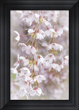 Framed Cherry Tree Blossoms Close-Up, Seabeck, Washington State Print