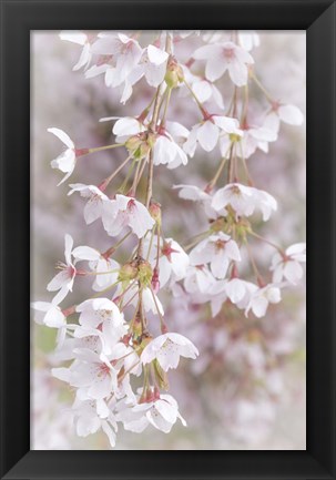 Framed Cherry Tree Blossoms Close-Up, Seabeck, Washington State Print