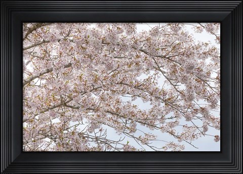 Framed Cherry Tree Blossoms, Washington State Print