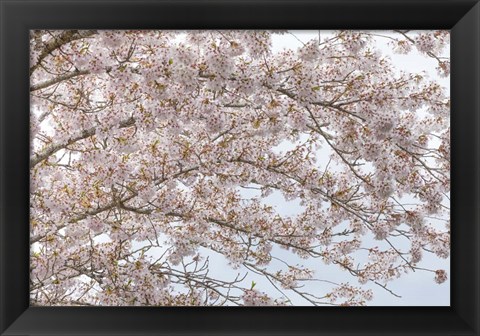 Framed Cherry Tree Blossoms, Washington State Print