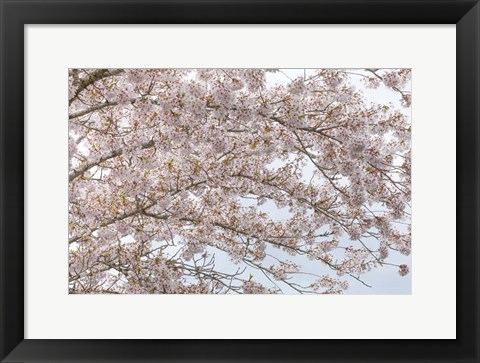 Framed Cherry Tree Blossoms, Washington State Print