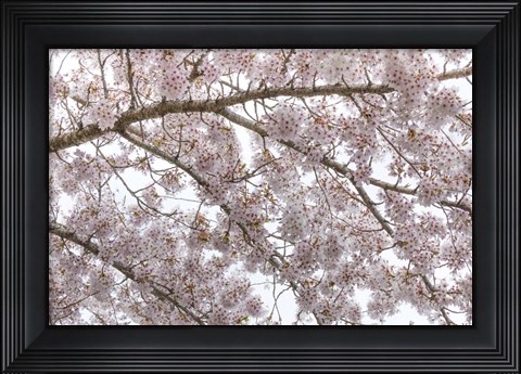 Framed Cherry Tree Blossoms, Seabeck, Washington State Print