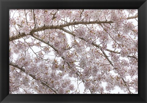 Framed Cherry Tree Blossoms, Seabeck, Washington State Print