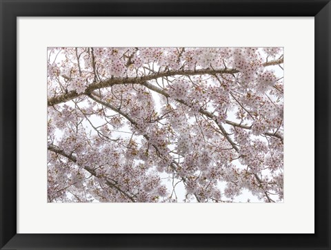 Framed Cherry Tree Blossoms, Seabeck, Washington State Print