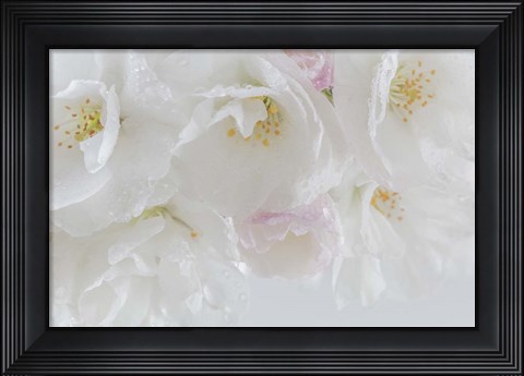 Framed Cherry Tree Blossoms Close-Up, Washington State Print