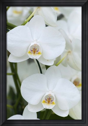 Framed White Orchid Blooms Print