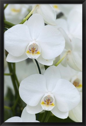 Framed White Orchid Blooms Print