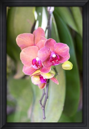Framed Orchid, USA Print