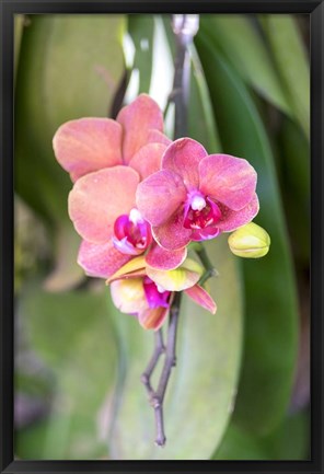 Framed Orchid, USA Print