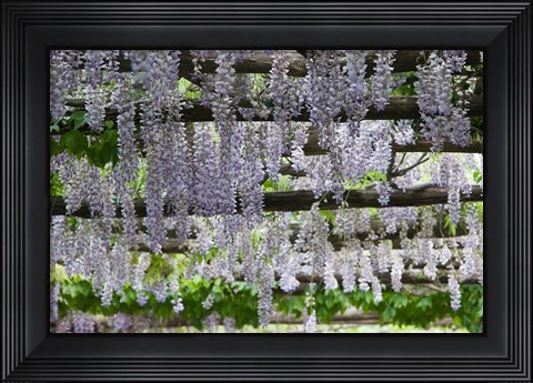 Framed Spring Blossoms, Capri, Campania, Italy Print