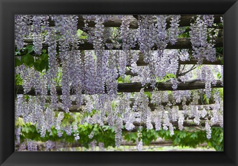 Framed Spring Blossoms, Capri, Campania, Italy Print