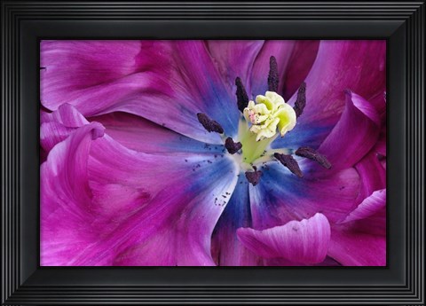 Framed Tulip Closeup, Keukenhof Gardens, Lisse, Netherlands, Holland Print