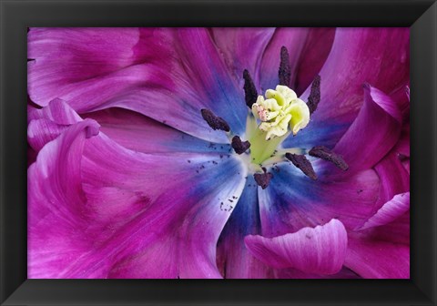 Framed Tulip Closeup, Keukenhof Gardens, Lisse, Netherlands, Holland Print