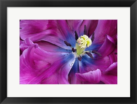 Framed Tulip Closeup, Keukenhof Gardens, Lisse, Netherlands, Holland Print