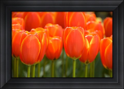 Framed Keukenhof Gardens, Netherlands Print