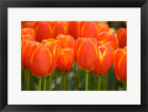 Framed Keukenhof Gardens, Netherlands Print