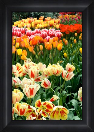 Framed Keukenhof Gardens, Lisse, Netherlands Print