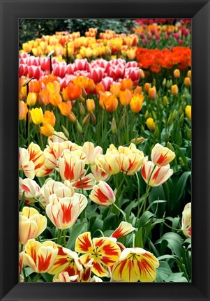 Framed Keukenhof Gardens, Lisse, Netherlands Print