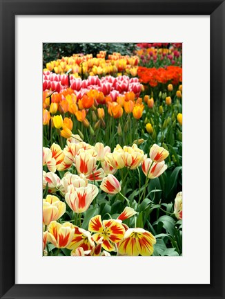 Framed Keukenhof Gardens, Lisse, Netherlands Print