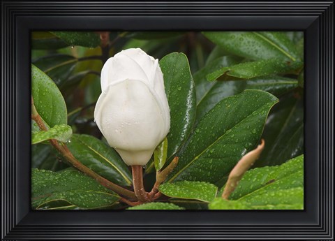 Framed Saucer Magnolia Print