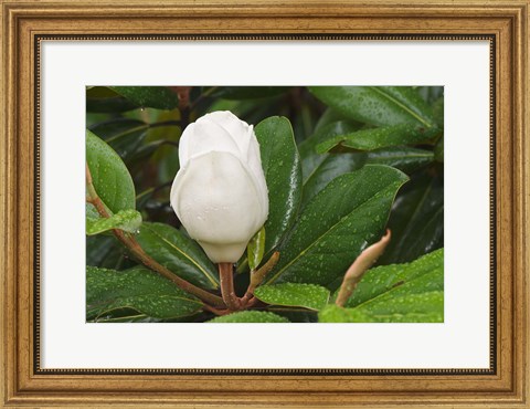 Framed Saucer Magnolia Print