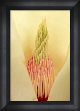 Framed Closeup of Yulan Magnolia blossom Print