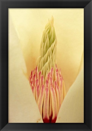 Framed Closeup of Yulan Magnolia blossom Print